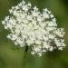 wild carrot flower from which the seed is harvested to make the essentia oil