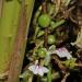 Flowering Cardamom used to make Social Enterprise Essential Oil