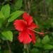 Hibiscus flower Hibiscus rosa-sinensis, in my garden (Réunion island)