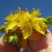 Hypericum perforatum flowers in South West Rocks, Australia