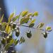 Jojoba fruit grows on a branch with leaves