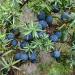 Juniper berries on Juniperis communis