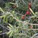 Juniperis oxycedrus with berries used to make cade essential oil at Anarres