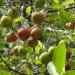 Berries, green and some ripe red, on the evergreen kokum tree.