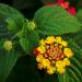 Lantana flowers, buds and leaves