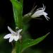 Lobelia inflata L. Common Name: Indian Tobacco Southern Appalachians; Smokies; C