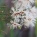 Flowering tea tree Melaleuca alternifolia