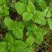 Melissa Leaf aka Lemon Balm use to make Essential Oil,