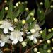 Myrtle flowers and leaves for making essential oil