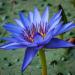 Blue Lotus (Nymphaea caerulea) in the Botanical Garden of Hokkaido University