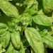 Photo of garden basil Ocimum basilicum sold dried at Anarres