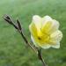 Oenothera stricta biennial rare teunisbloem. Blooms in the night.