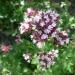 Oregano Origanum vulgare in flower