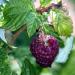 A ripe raspberry hangs between leaves