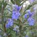 Rosemary in bloom in Portland, Oregon, USA