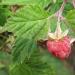 Raspberry (Rubus idaeus) between Bodmen and St. Joseph's chapel near Saas-Grund,