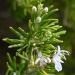 Salvia rosmariumus rosemary tip of plant needles with flower