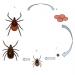 life cycle of deer ticks