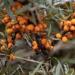 Sea Buckthorn Berries used for Sunscreening at Anarres