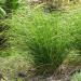 Chrysopogon zizanioides (Vetiver grass) In veggie garden at Laulima Farm Kipahul