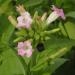 Three tobacco Nicotiana tabacum flowers 