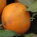 Tangerine_with_leaves_&_stems