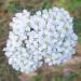 Yarrow (Achillea millefolium) in Wellfield Wood, Stevenage.