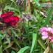 Carnations red and pink grown to make essential oil sold at Anarres