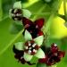 The light green calyx of Santalum album turns dark red.