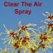 Witch hazel in bloom with text Clear The Air Spray