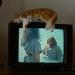 an orange cat lies on a TV set