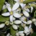 Bitter Orange Blossoms for making neroli hydrosol and essential oil