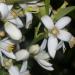 Bitter Orange Blossoms for the making of hydrosols and essental oils