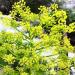 Ferula galbaniflua Galbanum in flower