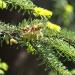 Silver fir (Abies alba), male cones at Wrocław University