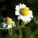 German Chamomile Flowers (Matricaria recutita)