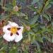 Cistus ladanifer flower Llambilles (Catalunya)