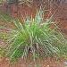 Cymbopogon nardus Citronella Certified Organically Grown