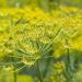 Fennel flower heads in Swifts Creek, Victoria