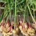 Foot of ginger Zingiber officinalis at the Bergerac market