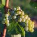 A bunch of Cognac Green Grape Vitis vinifera on the vine