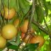 Grapefruit growing in the grape-like clusters from which their name derives.