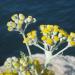 Helichrysum italicum, corsica west coast, France