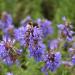 Hyssop, Hyssopus officinalis: Flowers