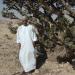 Boswellia carterii bush in the Land of Frankincense (Oman)