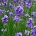 Flowering lavender buds in a field