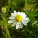 German Chamomile flower, Matricaria recutita