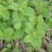 Melissa officinalis Lemon_balm（Aomori.Japan）