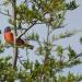 Painted bunting bird in branches of a Texas Cedarwood  tree