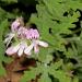 Pelargonium graveolens, flowers; Pretoria National Botanical Garden